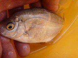 兵庫突堤ＲＴ、サビキでタナゴ