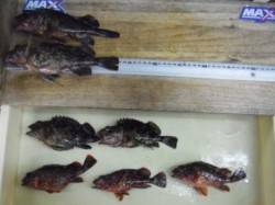 和歌山市内のガシラ調査♪♪