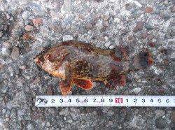 本荘人工島、胴突きでメバル10匹オーバーの釣果！