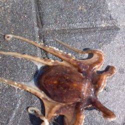 明石新波止で投げ&ウキ釣り【タコがかかりました】