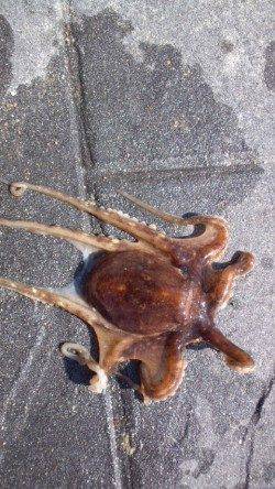 明石新波止で投げ&ウキ釣り【タコがかかりました】