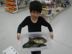 三世代でフカセ釣り♪　良型グレとアイゴの釣…