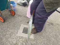 サヨリ魚群が発生！【アジュール舞子リアル】…