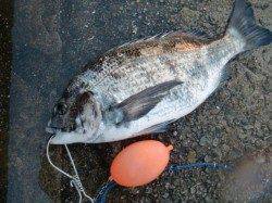 【ガシラとチヌ】南芦屋浜リアルタイム