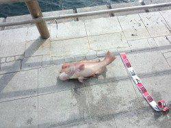 翼港でぶっ込み釣りでカンダイの釣果☆