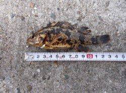 本荘人工島 魚の気配薄い中メバル3匹