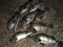 アジュール舞子でメバリング