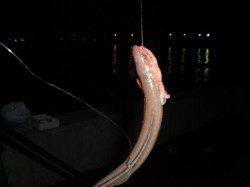 兵突名物のポン３２cmだ！