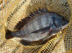 【またキタァ~】芦屋のハネ・チヌ情報♪