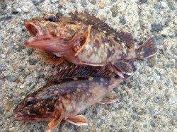 【暗いうちにガシラ釣れます】南芦屋浜リアル