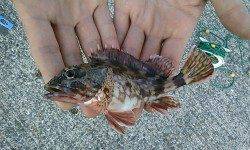 今朝も“鉄鋼団地のアジ”が釣れています♪♪