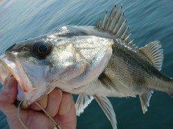 【釣れだした？？】芦屋のエビ撒き情報