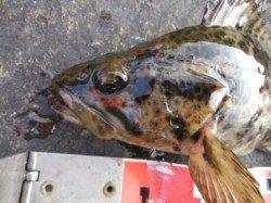 【いろいろ居ます♪】南芦屋浜