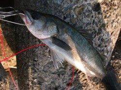 川尻がオススメ！泉大津RT　１０日　夕方