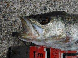 【良型ハネ確認♪】南芦屋浜