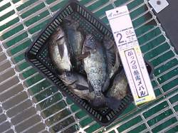 とっとパーク、サビキ仕掛でメバルＧＥＴ！