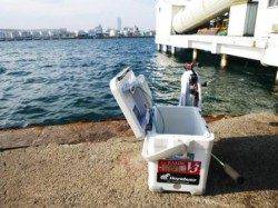 食コン▽良型ハネ▽