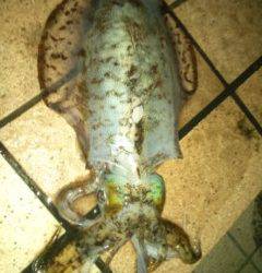 すさみ港 エギングでアオリイカ 天候は快適☆