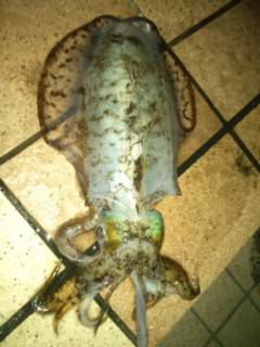 すさみ港 エギングでアオリイカ 天候は快適☆