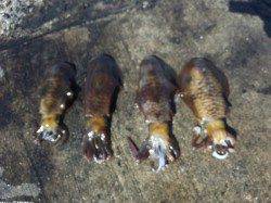 江住漁港 夜のヤエンでアオリイカ4ハイ