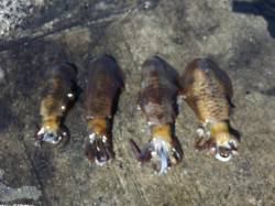 江住漁港 夜のヤエンでアオリイカ4ハイ