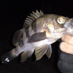 アジュール舞子～西舞子でメバリング、久々の20cmオーバー！