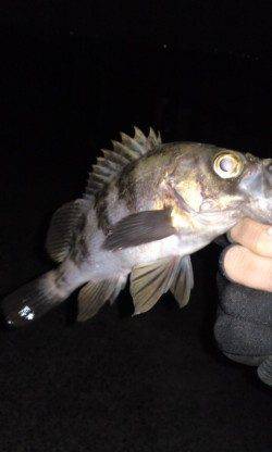 アジュール舞子～西舞子でメバリング、久々の20cmオーバー！