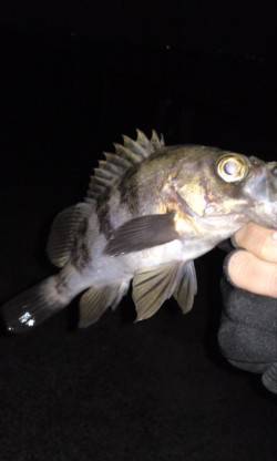 アジュール舞子～西舞子でメバリング、久々の…