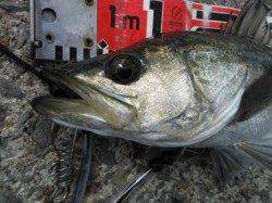 【良型ハネ釣れてます♪】南芦屋浜