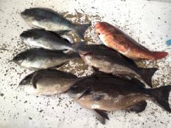 グレを狙いに磯釣り(見老津)へ 