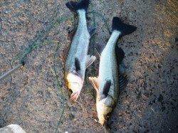 ハネ復活！13日夕方泉大津RT