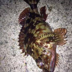 外向きをスローに引いてガシラGET!雑賀崎