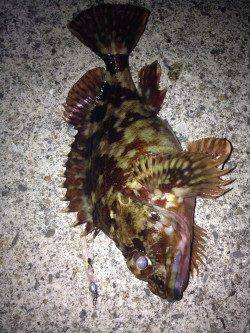 外向きをスローに引いてガシラGET!雑賀崎