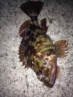 外向きをスローに引いてガシラGET！雑賀崎…