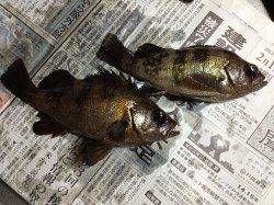 泉佐野エリア、エビ撒き釣りでメバルの釣果