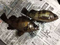 泉佐野エリア、エビ撒き釣りでメバルの釣果