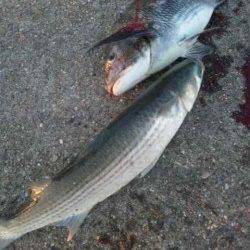 紀ノ川河口でチヌ釣れてますよ～♪