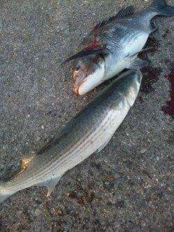 紀ノ川河口でチヌ釣れてますよ～♪