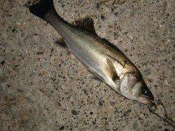 【ガシラとセイゴ】南芦屋浜リアルタイム