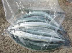 【サヨリがアツい】大蔵海岸リアルタイム