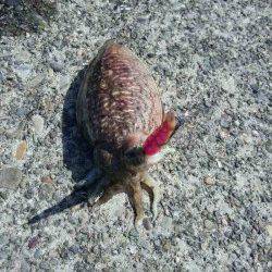 田ノ浦ではコウイカ狙いが面白い♪