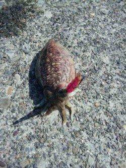 田ノ浦ではコウイカ狙いが面白い♪