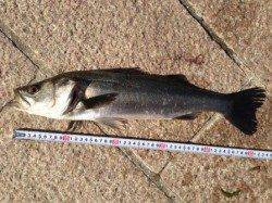 【エビ撒き釣りでハネ3本確認!】南芦屋浜