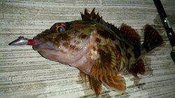 神戸空港メバリング！！