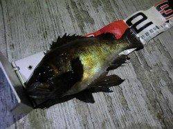 神戸空港エビ撒きでメバル３７匹！大爆釣です♪