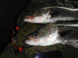 【雨の日だって、エビ撒きでハネ♪】南芦屋浜