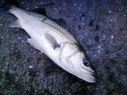 エビ撒きあるある？！【ズボ釣り】