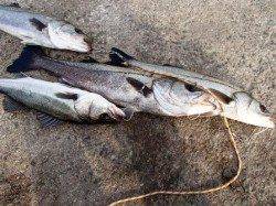 よく釣れていました♪20日夕方泉大津RT