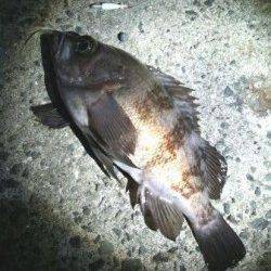 アジュール舞子のメバリング