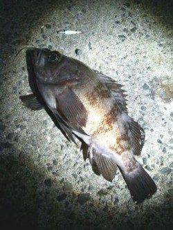 アジュール舞子のメバリング